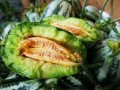 山东两位网红吃瓜视频曝光,揭秘娱乐圈惊人内幕