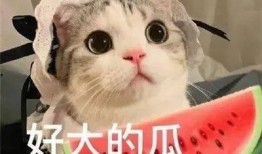 网红吃瓜挨揍图片,网络暴力下的惊人一幕