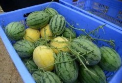 为什么总有免费的吃瓜群,揭秘免费吃瓜群的奥秘与吸引力