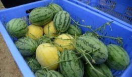 为什么总有免费的吃瓜群,揭秘免费吃瓜群的奥秘与吸引力