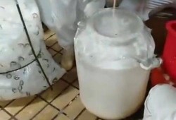 乳酸菌制作过程爆料视频