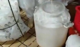 乳酸菌制作过程爆料视频