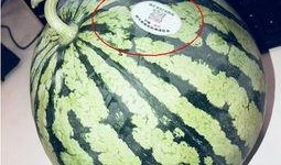 潍坊吃瓜网红是谁啊