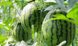 今日吃瓜免费吃瓜爆料两年半