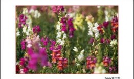 薰衣草 在线观看,在线观看之旅