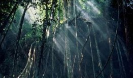 新季节雨林爆料视频在线观看