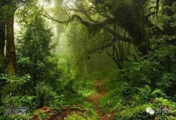 新季节雨林爆料视频在线观看