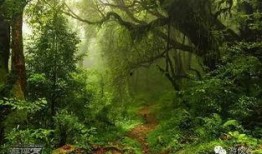 新季节雨林爆料视频在线观看