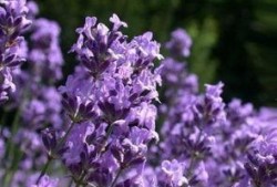 薰衣草 在线观看,在线观看之旅