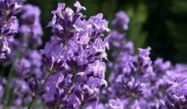 薰衣草 在线观看,在线观看之旅