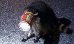 救助动物感人视频爆料,救助动物感人视频背后的感人故事