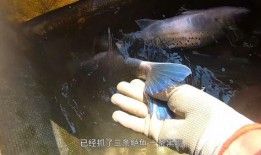 阿雄出海爆料视频,独家视频带你探秘海洋奇遇