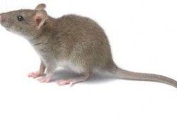 最新老鼠爆料新闻报道,揭秘娱乐圈惊人内幕